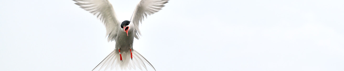 Arctic Tern