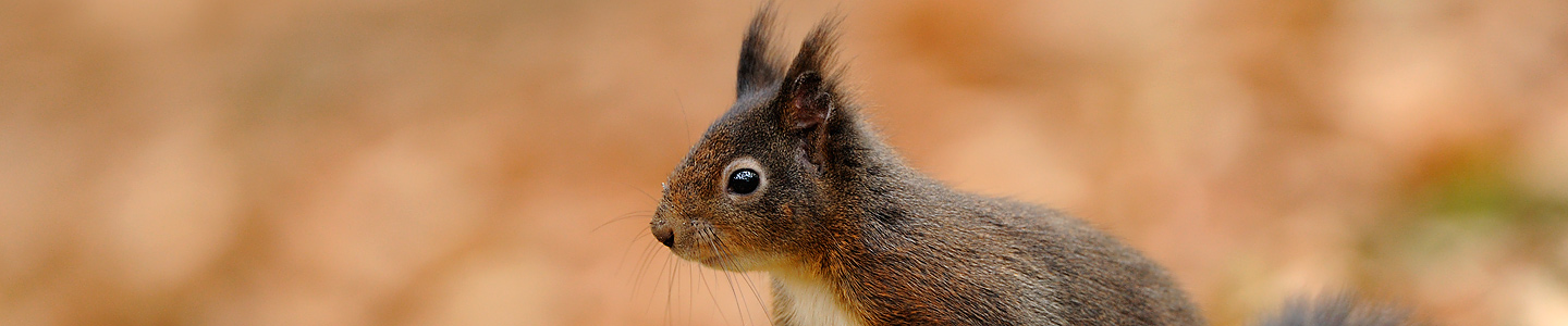Red Squirrel 