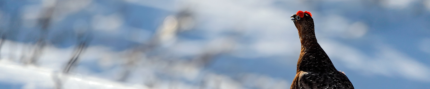 Scottish Red Grouse 