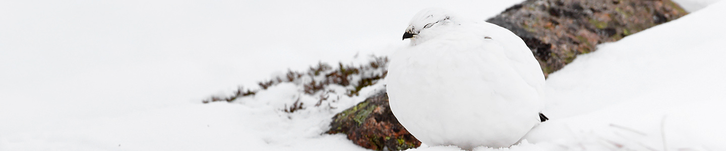 Scottish Ptarmigan