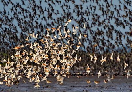 Waders Feeding