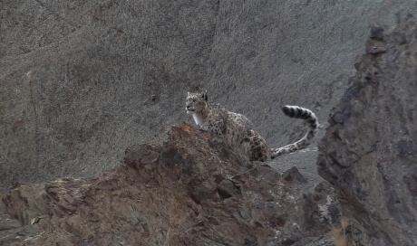 Snow Leopard Walking