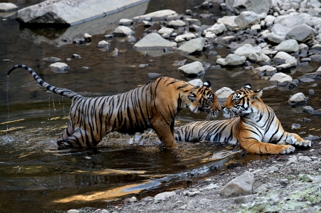 Bengal Tigers Kissing