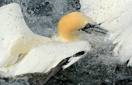Gannet Fishing