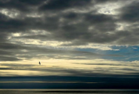 Lone Gannet
