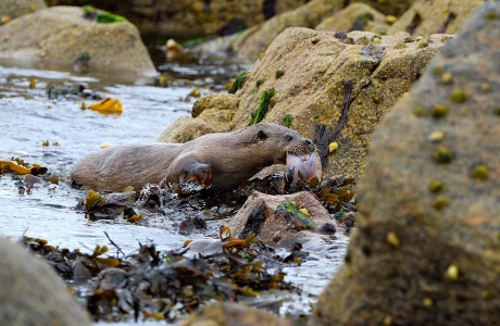 Otter In Shetland