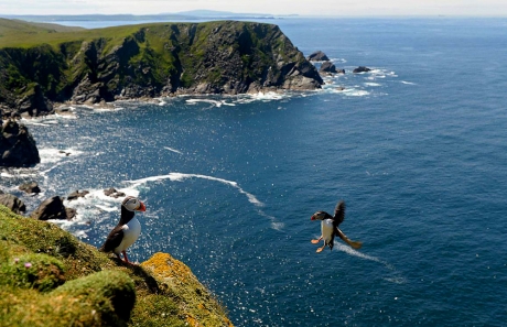 Puffins Flying