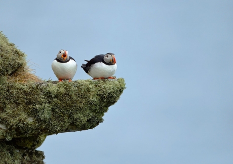 Puffins On Shetland