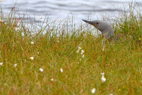 Red-Throated Diver