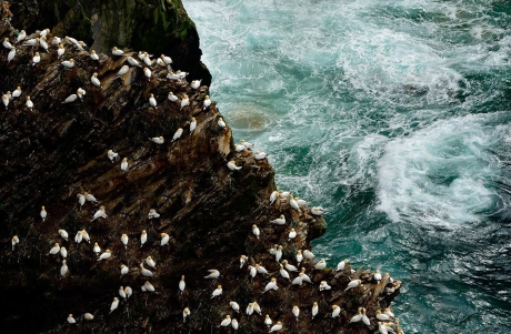 Shetland Gannets