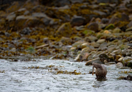 Shetland Otter