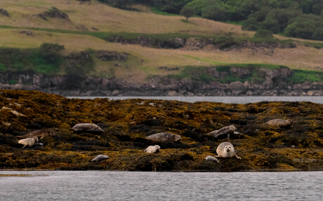 Seals