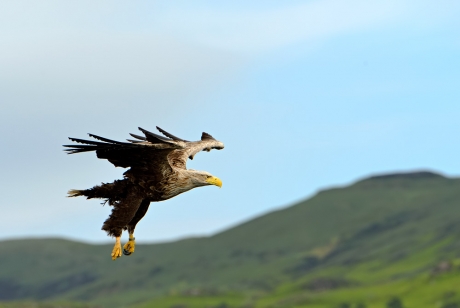 White-Tailed Eagle