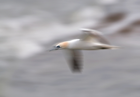 Seabirds Workshop At Bempton Cliffs Gannet