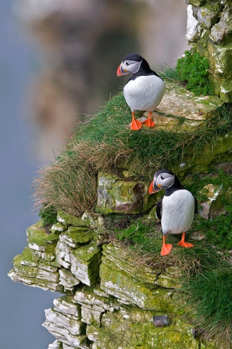 Seabirds Workshop At Bempton Cliffs Puffins