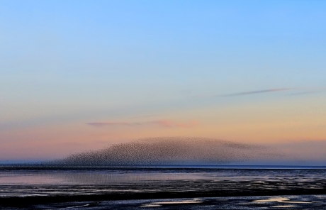 Wader Flock
