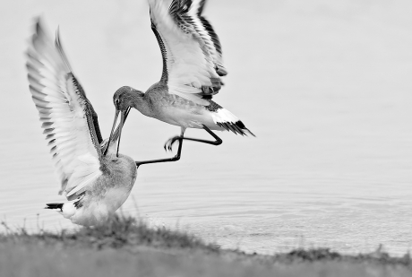 Waders Fighting