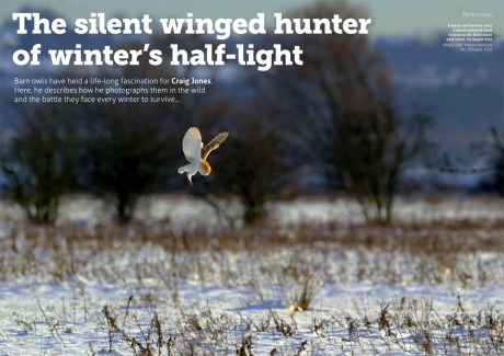 Barn Owl Hovering