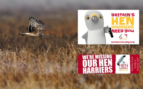 Hen Harrier