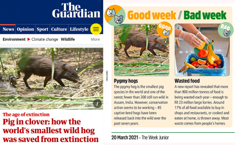 Pygmy Hog Conservation