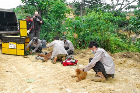 Sumatran Orangutan Rescue