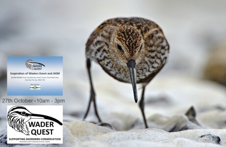 Wader Quest