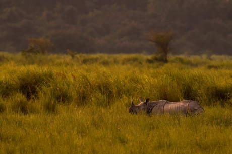 Greater One Horned Rhinoceros