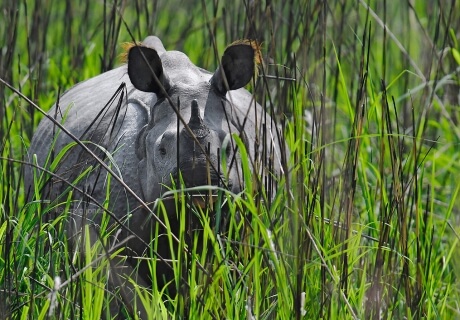 One-Horned Rhino