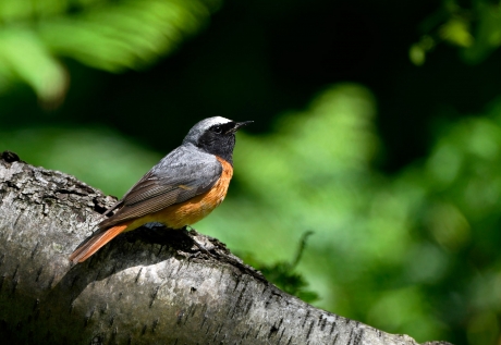 Redstart