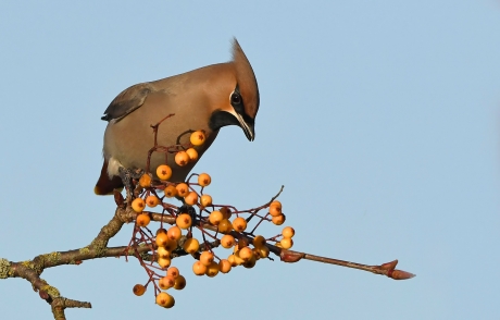 Waxwing
