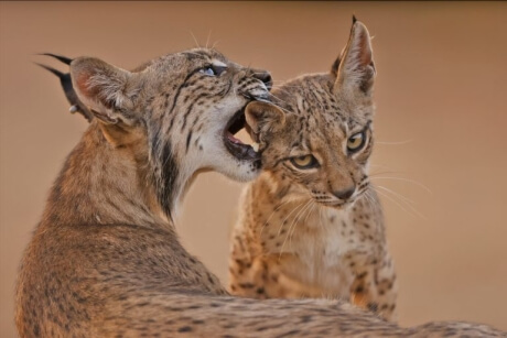 Iberian Lynx