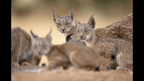 Lynx Family