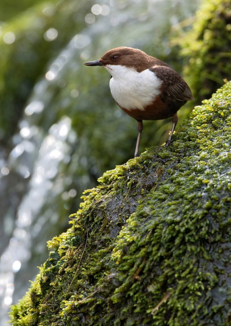 Singing Dipper