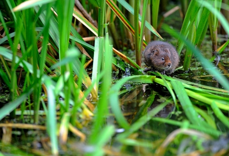 Water Vole