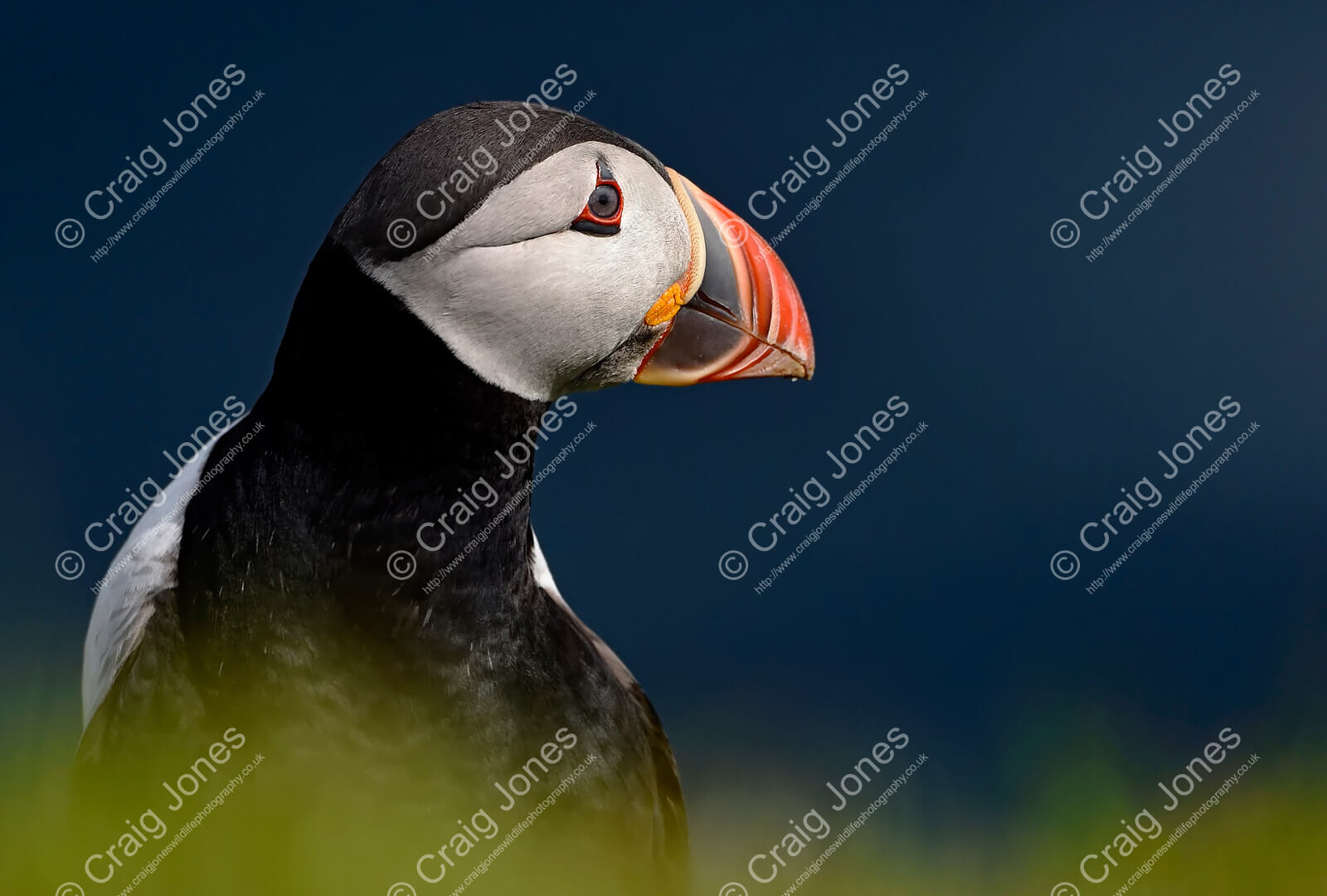 Puffin in Coastal - Craig Jones Wildlife Photography