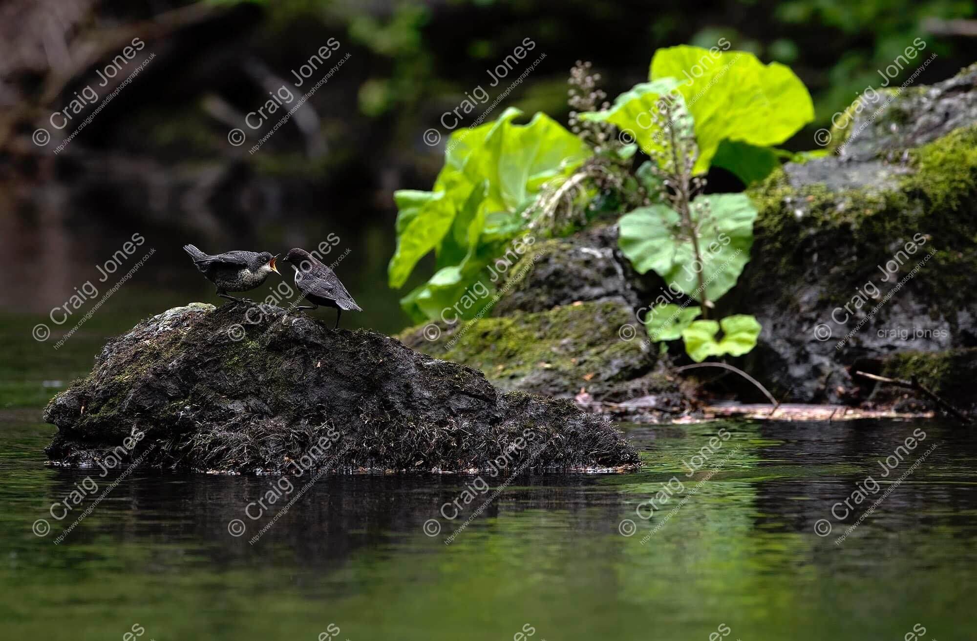 Fledged in Freshwater - Craig Jones Wildlife Photography