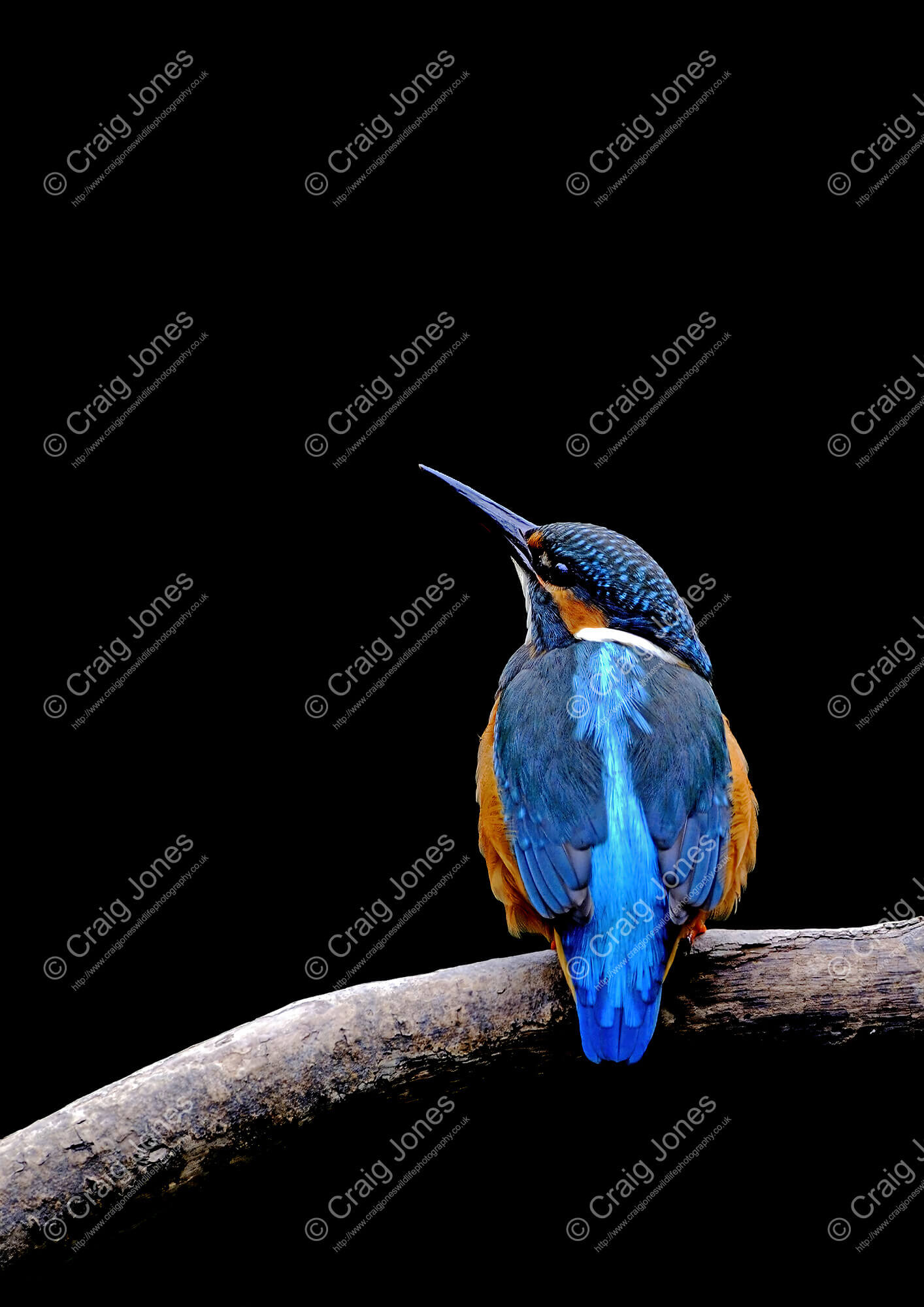 Kingfisher Colours in Freshwater Craig Jones Wildlife Photography