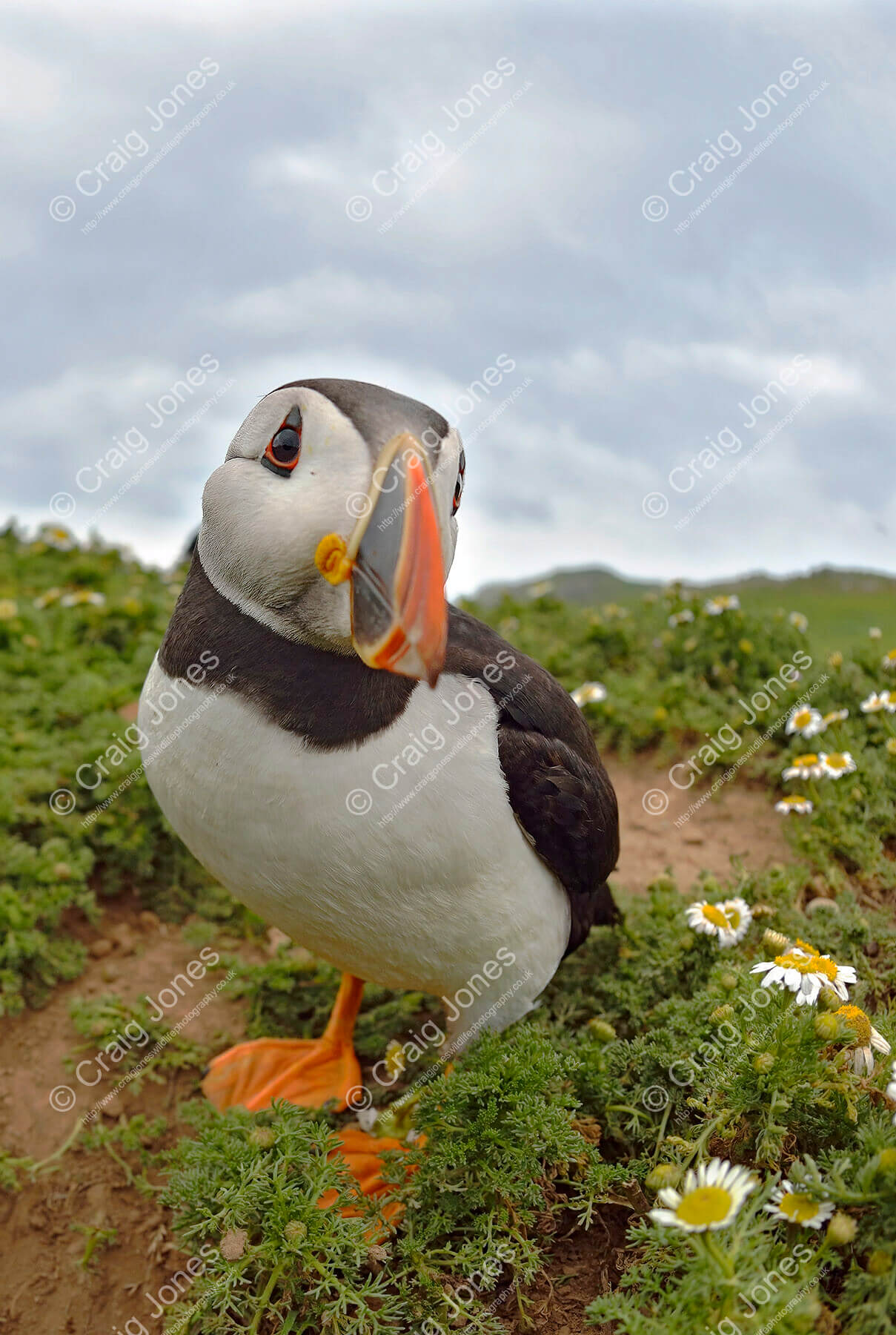 Nosy Puffin in Coastal - Craig Jones Wildlife Photography