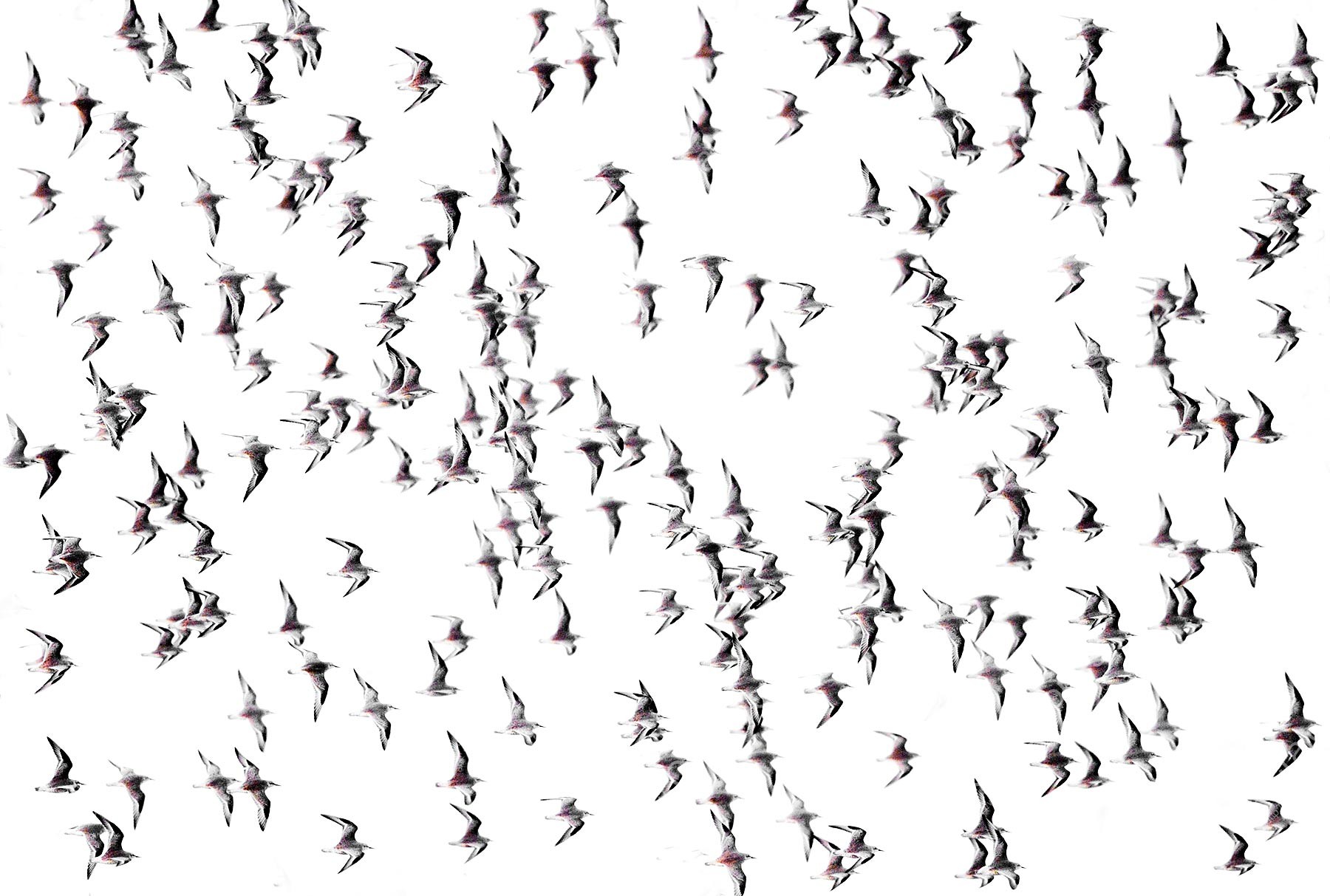 Wader Take Off In Abstract Craig Jones Wildlife Photography