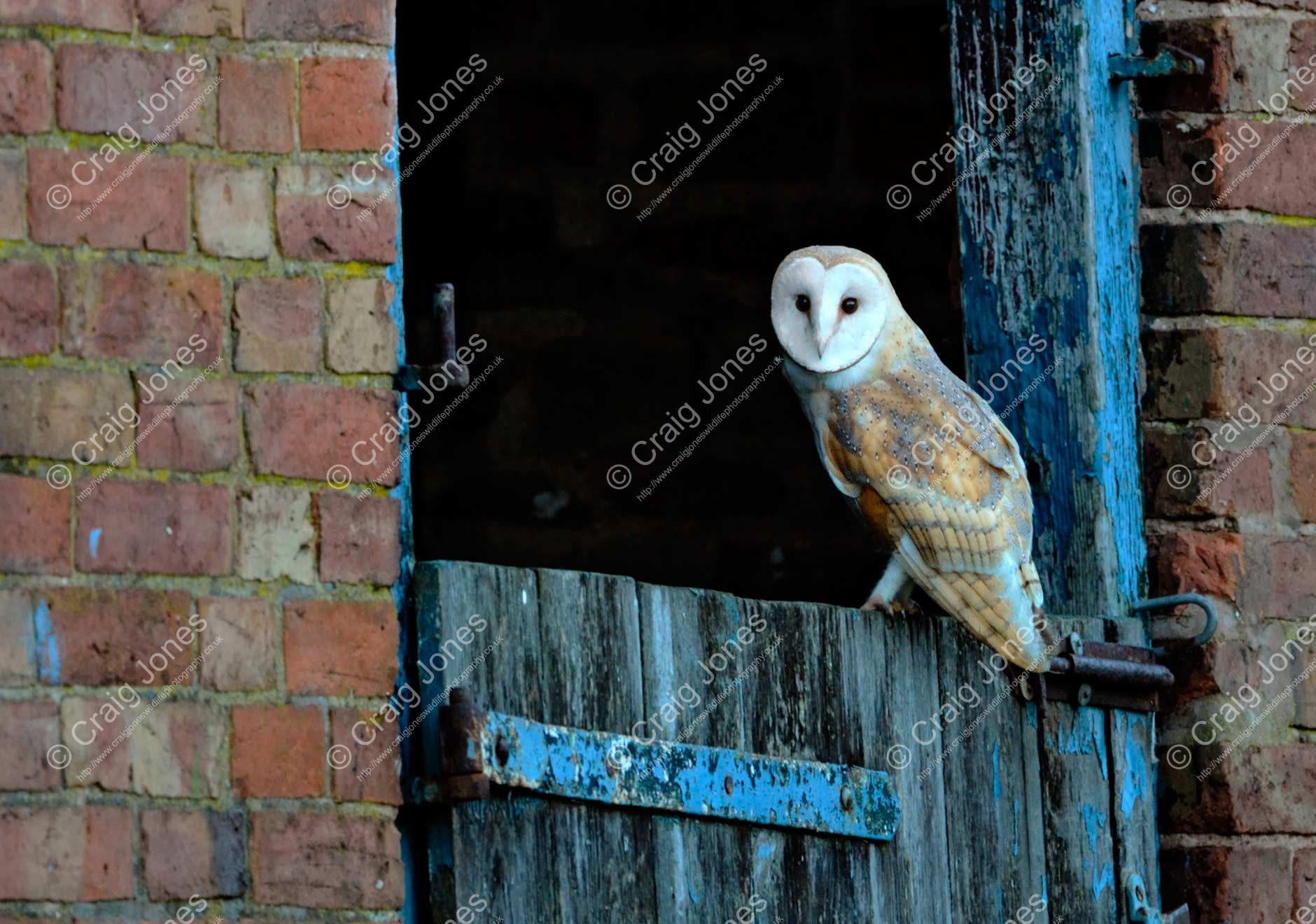 Barn Owl Watching Me in Grassland Craig Jones Wildlife Photography