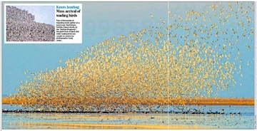 December 2011 - Wader images in the press