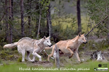 October 2017 - Wolf Action Group Interview 