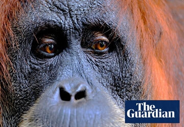 April 2020 - The Guardian