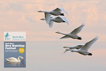 November 2018 - North West Birdwatching Festival 