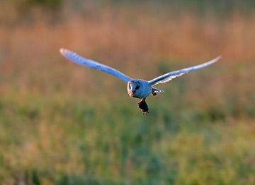 September 2009 -BBC Countryfile Photographic Competition 2009 