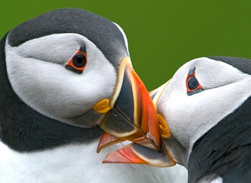 June 2011 - Kissing Puffins BBC Wildlfie