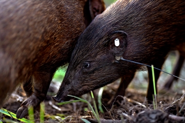 May 2017 - Pygmy Hogs -Indian Telegraph 