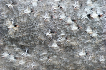 July 2011 - Finalist in GDT 2011