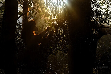 August 2021-Palm Oil Detectives