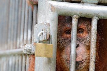 December 2015 - Wildlife Photographer of the Year 2015-Finalist